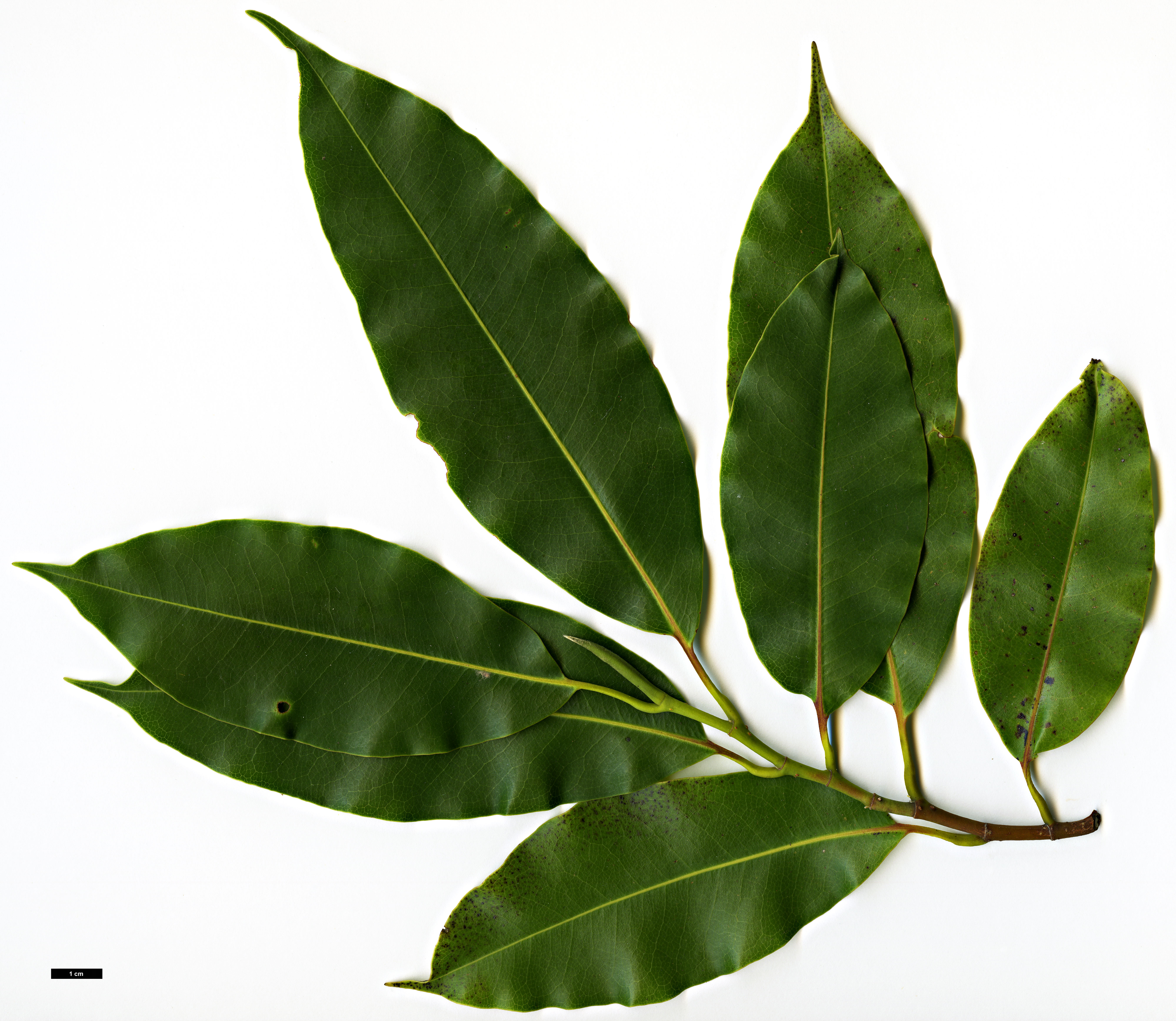 High resolution image: Family: Magnoliaceae - Genus: Magnolia - Taxon: cathcartii High resolution image: Family: Magnoliaceae - Genus: Magnolia - Taxon: cathcartii